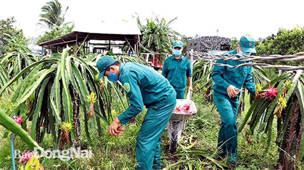 Lực lượng vũ trang H.Thống Nhất giúp dân thu hoạch mùa màng. Ảnh: Nguyệt Hà