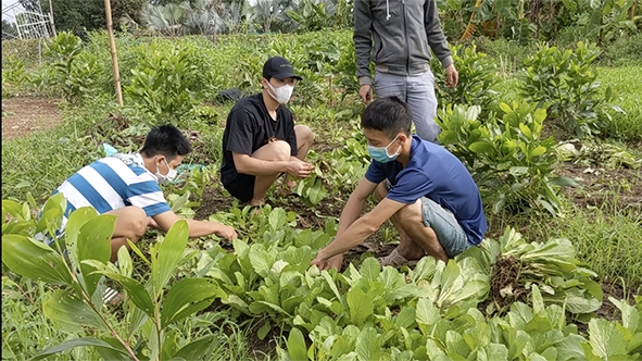 Thu hoạch rau phát cho người trong khu cách ly của Đội SOS Sông Mây