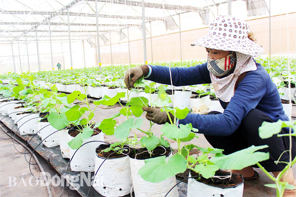 Mô hình ứng dụng công nghệ cao trồng rau, trái sạch trong nhà màng tại xã Xuân Trường, H.Xuân Lộc. Ảnh: B.Nguyên
