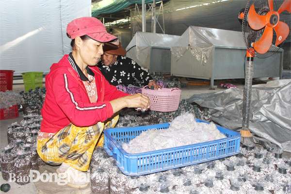 Công nhân HTX Nông nghiệp xanh (H.Long Thành) xử lý sợi bông làm nguyên liệu trồng nấm thay cho rơm rạ