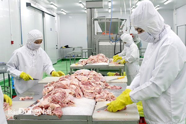 Sản xuất thịt gà xuất khẩu vào thị trường Nhật Bản tại Công ty TNHH Koyu & Unitek (Khu công nghiệp Loteco, TP.Biên Hòa) đảm bảo quy trình sản xuất sạch từ trang trại đến bàn ăn. Ảnh: Uyển Nhi