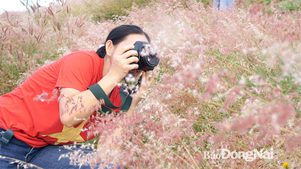 Mùa hoa cỏ ống bên hồ Cầu Dầu, xã Hàng Gòn, TP.Long Khánh thu hút người dân và du khách tham quan, chụp ảnh lưu niệm
