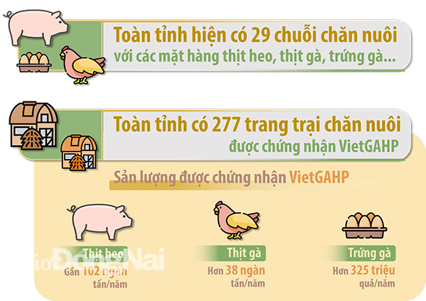 Đồ họa thể hiện số lượng trang trại được chứng nhận VietGAHP và số chuỗi chăn nuôi trên địa bàn tỉnh hiện nay. Nguồn: Sở NN-PTNT (Thông tin: Bình Nguyên - Đồ họa: Hải Quân)
