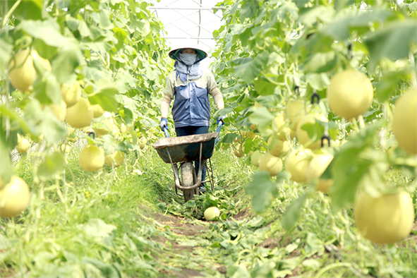 Với thế mạnh là nông nghiệp, trong những năm qua, ngành Nông nghiệp của huyện đã đẩy mạnh ứng dụng khoa học kỹ thuật vào sản xuất. Trong ảnh: Thu hoạch cà chua, dưa lưới tại Công ty Trang trại Việt