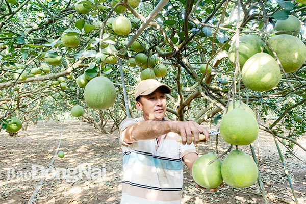 Giá bưởi giảm sâu vì đầu ra gặp khó. Trong ảnh: Thu hoạch bưởi tại xã Tân Bình, H.Vĩnh Cửu. Ảnh: Lê Quyên