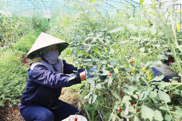 Nông dân H.Xuân Lộc ứng dụng công nghệ cao vào sản xuất nông nghiệp. Ảnh: B.Nguyên