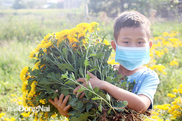 Trẻ em ở làng hoa Trung Sơn (xã Xuân Trường, H.Xuân Lộc) phụ cha mẹ thu hoạch hoa. Ảnh: Đoàn Phú