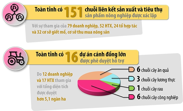 Đồ họa thể hiện tình hình xây dựng cánh đồng lớn, chuỗi liên kết trong lĩnh vực nông nghiệp của tỉnh. Nguồn: Sở NN-PTNT (Thông tin: Bình Nguyên - Đồ họa: Hải Quân)