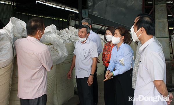 Phó bí thư thường trực Tỉnh ủy Hồ Thanh Sơn thăm mô hình chế biến cây bắp thành thức ăn chăn nuôi tại HTX Đông Tây tại xã Xuân Tây