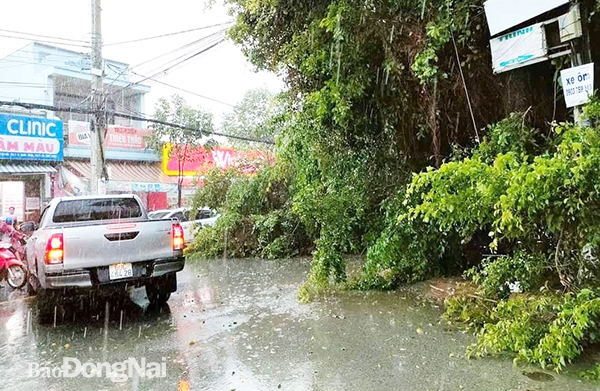 Mưa kèm theo gió lớn khiến cây xanh trên đường Đặng Văn Trơn (TP.Biên Hòa) bị ngã đổ gây ách tắc giao thông. Ảnh: Thanh Hải