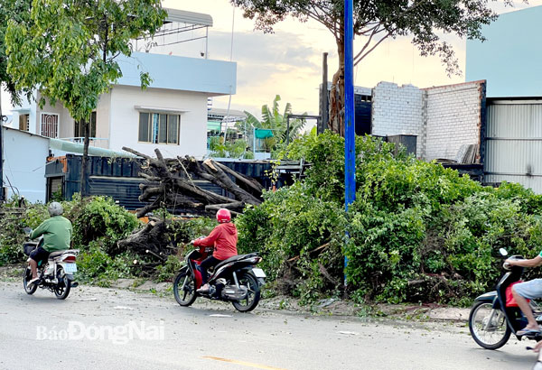 Một cây lớn bên trong phần đất tư nhân đổ ra tại P.Hiệp Hòa (TP.Biên Hòa) ngày 23-3 đã được Trung tâm Dịch vụ công ích TP.Biên Hòa thu dọn. Ảnh: Minh Thành