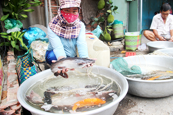10. Cá từ xóm Câu hầu hết được người dân mang ra bán ở khu vực đầu cầu Ghềnh (P.Bửu Hòa, TP.Biên Hòa)