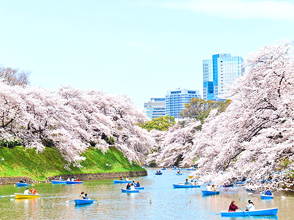 Hoa anh đào ở Nhật Bản nổi tiếng, thu hút du khách vào mùa xuân. Nguồn: Kyle Lin/Getty Images