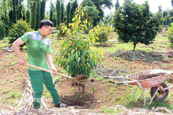 Nông dân xã Lâm San, H.Cẩm Mỹ sử dụng phân bón hữu cơ bón cho cây trồng. Ảnh: Hoàng Lộc