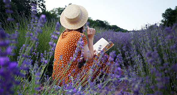 Sự tĩnh lặng đầy hương thơm giữa cánh đồng hoa oải hương vùng Provence. Nguồn: Maples Images/Shutterstock