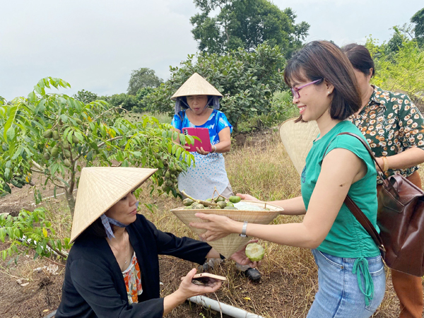 Du khách tham quan và trải nghiệm hái trái cây tại vườn hoa bốn mùa (H.Xuân Lộc)
