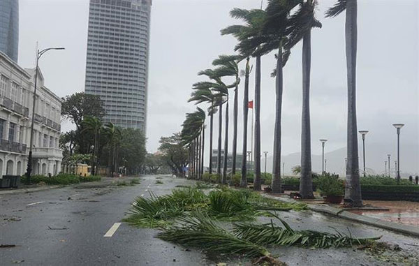 Trong sáng 28-9, gió vẫn giật mạnh, nhiều cây xanh bị ngã đổ tại TP.Đà Nẵng. Ảnh: TTXVN