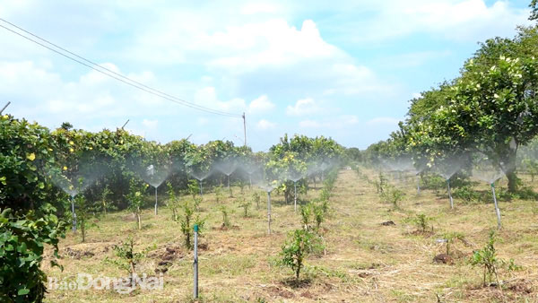 Hai anh Lê Kim Tiến và Nguyễn Văn Hiệp áp dụng công nghệ hiện đại để làm theo quy trình nông nghiệp sạch cho mô hình trồng chanh Thái thu hoạch lá. Ảnh: T.Nhân