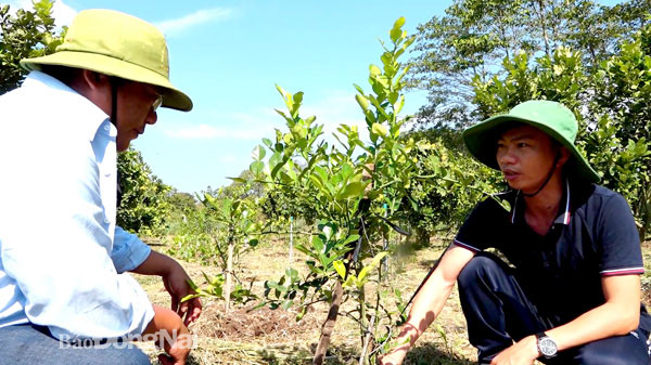 Hai anh Lê Kim Tiến và Nguyễn Văn Hiệp đang kiểm tra khu vườn trồng chanh Thái rộng 5ha tại ấp 6, xã Bàu Cạn (H.Long Thành). Ảnh: T.Nhân