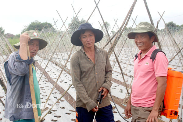 Nông dân Phạm Thiên Đức (giữa) trao đổi với các nông dân trong vùng về quy trình phòng trừ sâu bệnh trước khi xuống giống đồng loạt. Ảnh: Đ.Phú