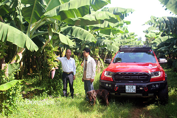 Từ trồng chuối xuất khẩu, nông dân Trần Văn Đức (phải) ngụ ấp 6, xã Xuân Bắc mua được xe ô tô bán tải tiền tỷ để thăm vườn. Ảnh: Đ.Phú