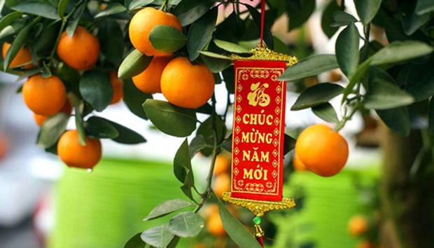 Apart from peach blossoms that symbolise the strength and vitality, Vietnamese people also decorate their houses and offices with kumquat trees during the Tet (Lunar New Year) festival. (Source: Internet)