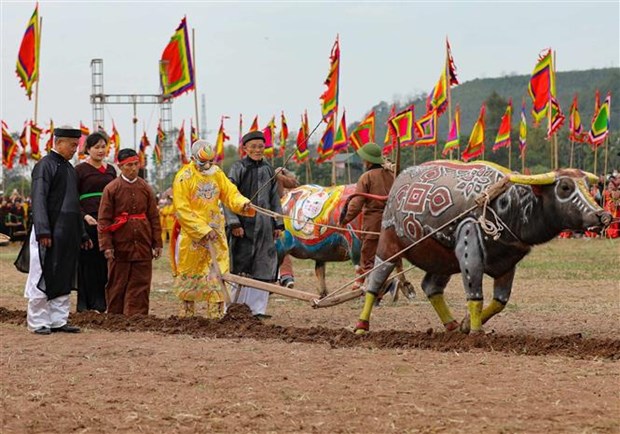 Local residents re-enact King Le Dai Hanh ploughing a rice field at the festival. (Photo: VNA)