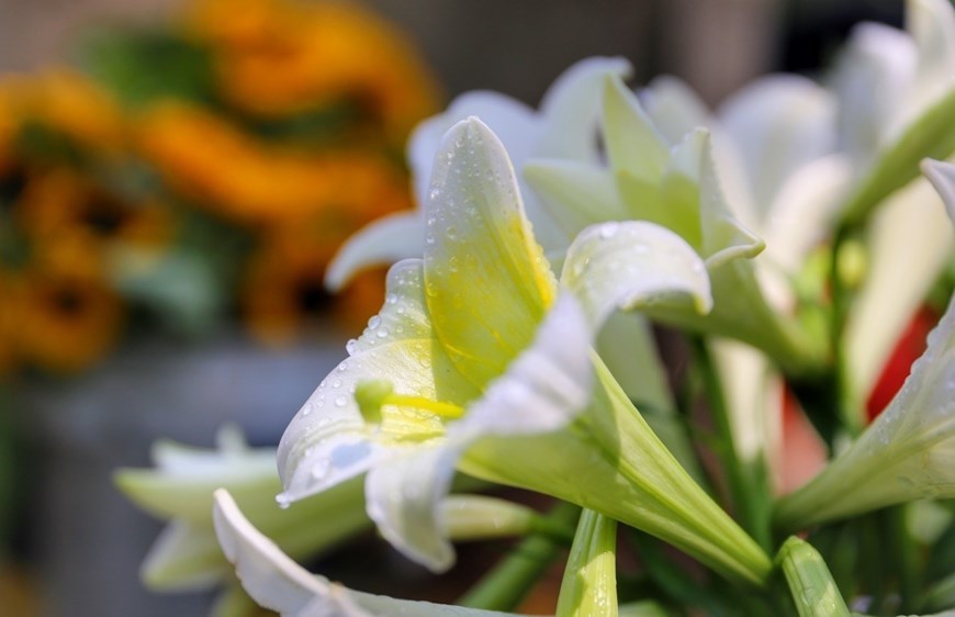 The pure beauty of lilies.