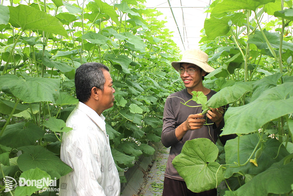 Anh Vũ Đình Huấn, nông dân trẻ khởi nghiệp với mô hình trồng dưa lưới trong nhà màng tại xã Bình Hòa, H.Vĩnh Cửu