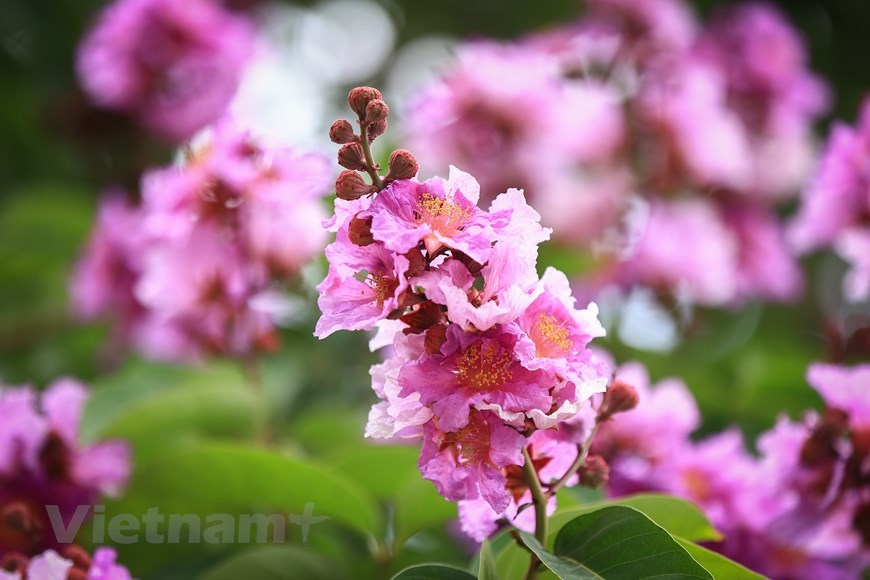 The crepe myrtle trees bloom in different shades of purple and also pink.