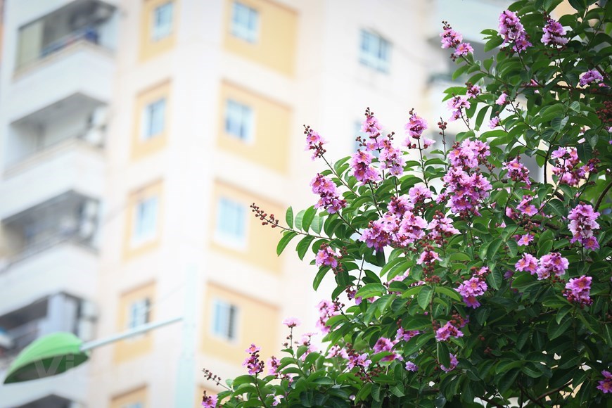 Summer breezes caress the leaves, awakening flower buds hiding behind green leaves, as if they are urging each other to bloom now that summer has arrived but will pass quickly. 