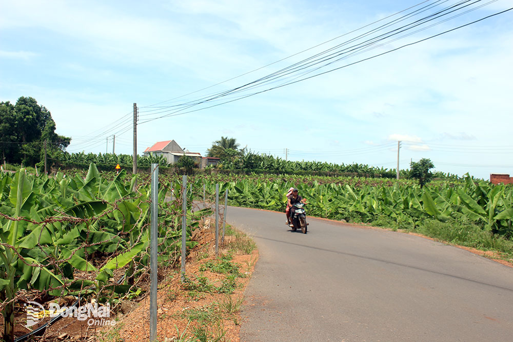 Chuối cấy mô xuất khẩu bạt ngàn hai bên đường nông thôn mới ở xã Bàu Hàm (H.Trảng Bom). Ảnh: Đ.PHÚ