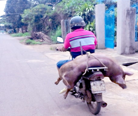 Chở heo chết trên đường - Báo Đồng Nai điện tử