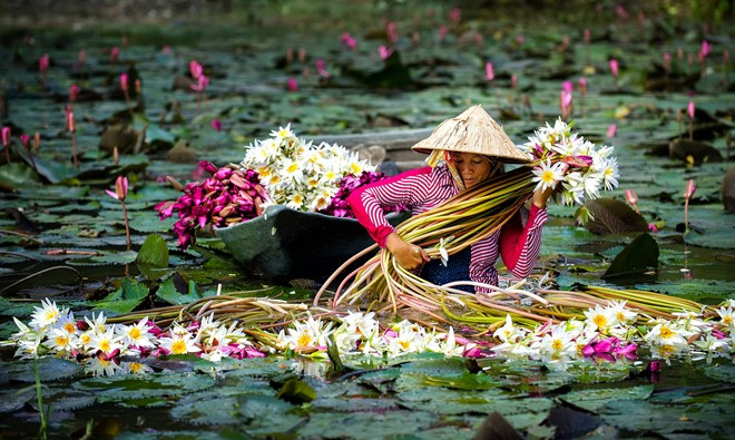 Beauty of Mekong Delta during floating season - Photo News - Dong Nai ...