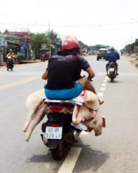Vô tư chở heo chết trên đường - Báo Đồng Nai điện tử
