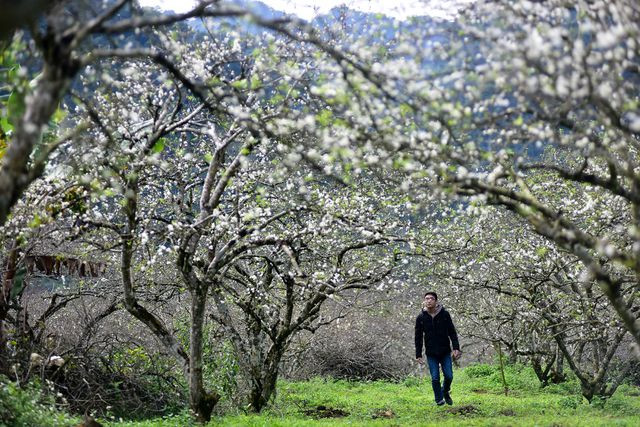 White plum trees of Na Ka valley in Moc Chau excite visitors - Photo ...