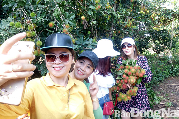 Khách du lịch tham quan vườn trái cây tại nhà vườn Tám Lệ, xã Bình Lộc (TP.Long Khánh). Ảnh: N. Liên