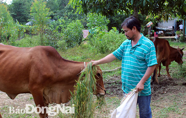 Anh Phạm Văn Thuận (ấp 4, xã Thanh Sơn) bên đàn bò từ nguồn vốn hỗ trợ hộ nghèo.