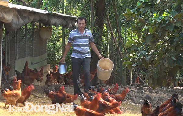 Nông dân nuôi gà tại huyện Cẩm Mỹ