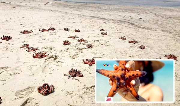 Sao biển chết khô ở Phú Quốc khiến dư luận bức xúc. Ảnh nhỏ: Bức ảnh sống ảo được khoe trên mạng xã hội. Ảnh: VTV.VN