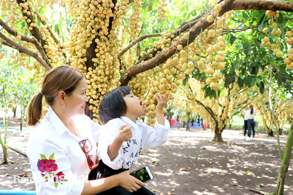 Du khách tham quan, chụp hình tại vườn dâu Ba Hương (H.Xuân Lộc). Ảnh: N.Liên