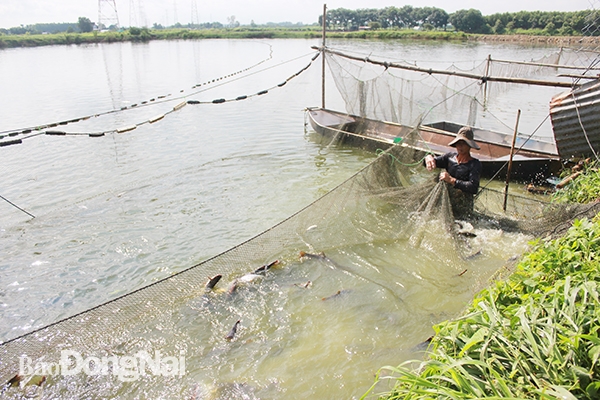 Người nuôi cá ở xã Thiện Tân, huyện Vĩnh Cửu đang tồn hàng mong được hỗ trợ đầu ra.