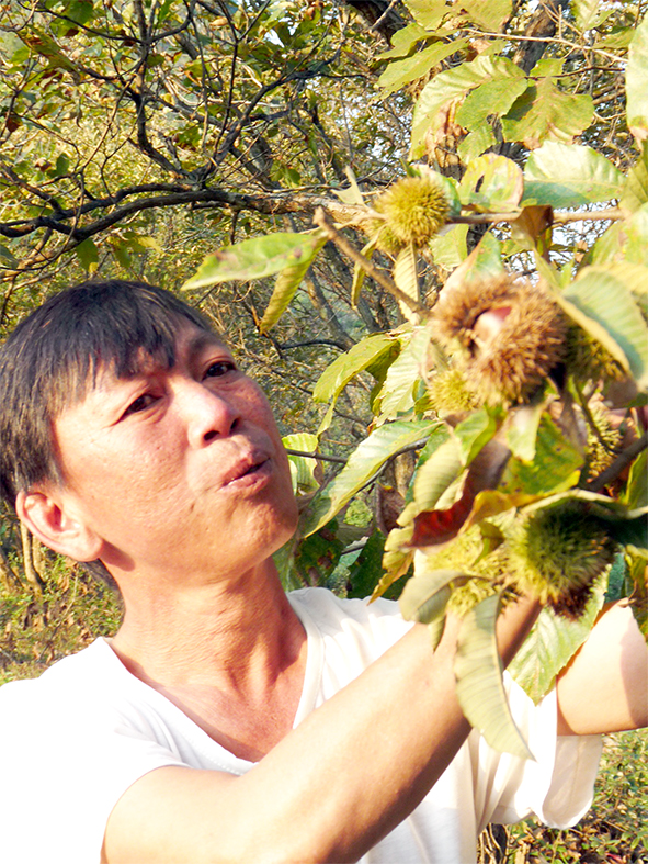 Trưởng thôn Khưa Khảo Hoàng Văn Sài đang săm soi chùm trái dẻ chín trên cây