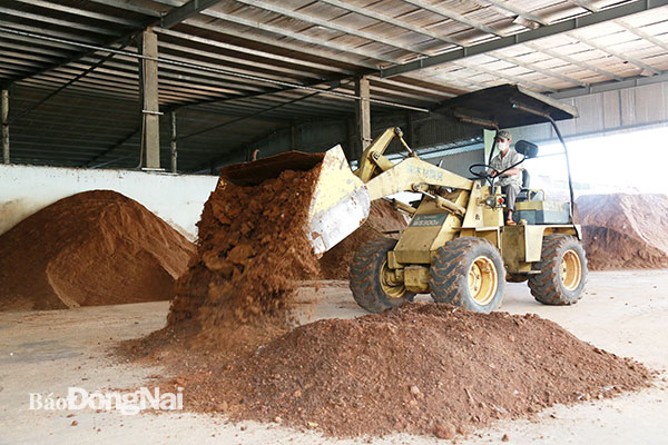 Công nhân một trang trại trồng nấm ở xã Bảo Quang lái máy xúc trộn nguyên liệu mùn cưa đã qua sơ chế làm giá thể trồng nấm