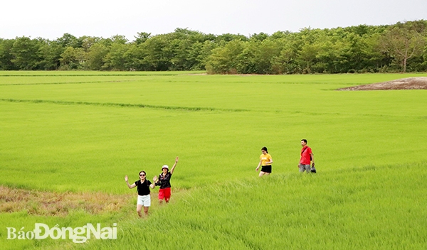 Cánh đồng lúa Phú Điền (H.Tân Phú) là một trong những điểm thu hút khách du lịch thời gian qua. Ảnh: N.Liên