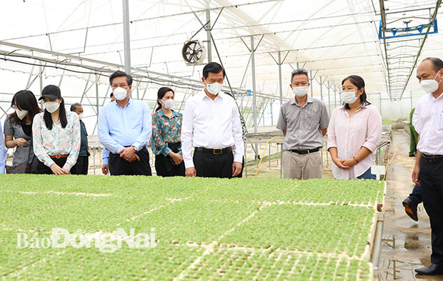 Bí thư Tỉnh ủy Nguyễn Hồng Lĩnh và đoàn công tác của tỉnh, H.Long Thành thăm quan khu trồng rau công nghệ cao trong nhà màng tại Nông trường Long Thành của Công ty TNHH Đầu tư sản xuất và phát triển nông nghiệp WinEco