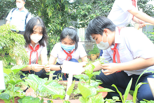 Các em đội viên, thiếu nhi Trường THCS Trần Hưng Đạo tham gia hoạt động trải nghiệm sáng tạo tại Vườn cây học tập – Tìm hiểu cuộc sống quanh em