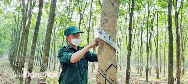 Công nhân Sung Seo Vu, làm việc tại Nông trường Cao su An Viễn thuộc Tổng công ty Cao su Đồng Nai tích cực làm việc tại vườn cây