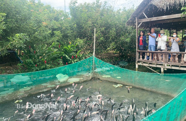 Màn trình diễn cá lóc bay độc đáo tại Vườn sinh thái cá lóc bay Tín Hòa tại cồn Sơn. Ảnh: Bình Nguyên