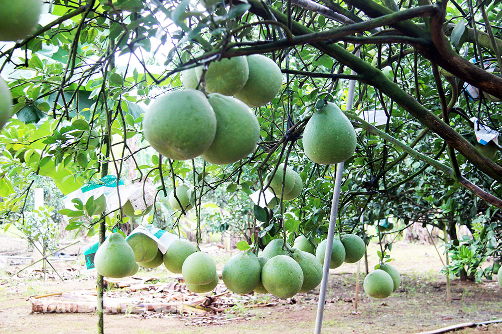 Vườn bưởi Tân Triều sai trĩu quả của người dân xã Tân Bình (H.Vĩnh Cửu) đang chuẩn bị bán vào dịp Tết